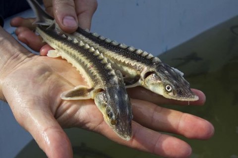 У Дніпро вперше за 30 років запустять три види осетрових риб
