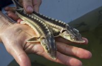 У Дніпро вперше за 30 років запустять три види осетрових риб