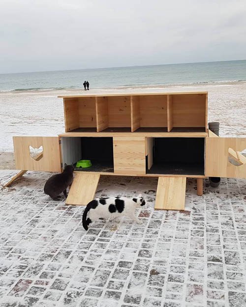 В Одессе на пляже установили домики для бездомных котов 1