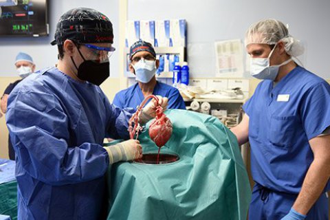 У США вперше у світі людині пересадили серце свині