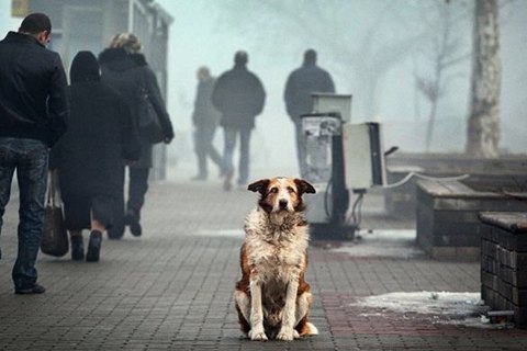 Пенсіонерка отримала умовний термін за вбивство бездомних собак у Дніпропетровській області