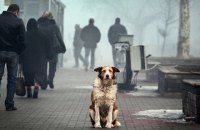 Пенсионерка получила условный срок за убийство бездомных собак в Днепропетровской области