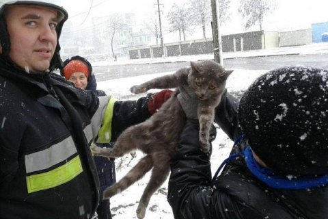 В Каменце-Подольском спасатели сняли с дерева кота