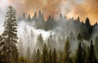 Жертвами лісових пожеж у Теннессі стали 11 осіб
