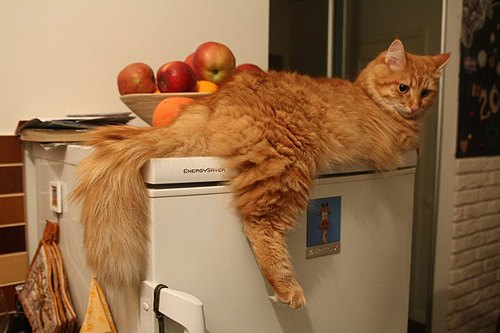 Основательно подросший кот Семен, властелин холодильника и любимец читательницы LB.ua Елены