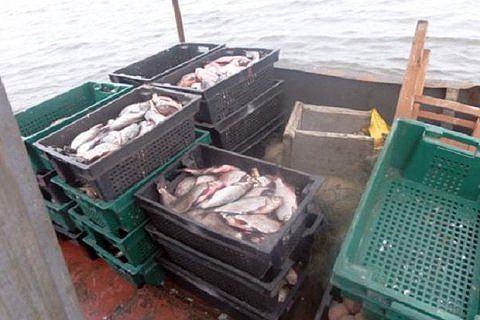Росія захопила до 90% риболовецьких ресурсів України в Чорному морі