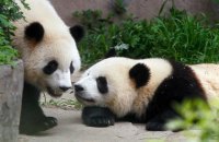 Большую панду исключили из списка вымирающих видов животных