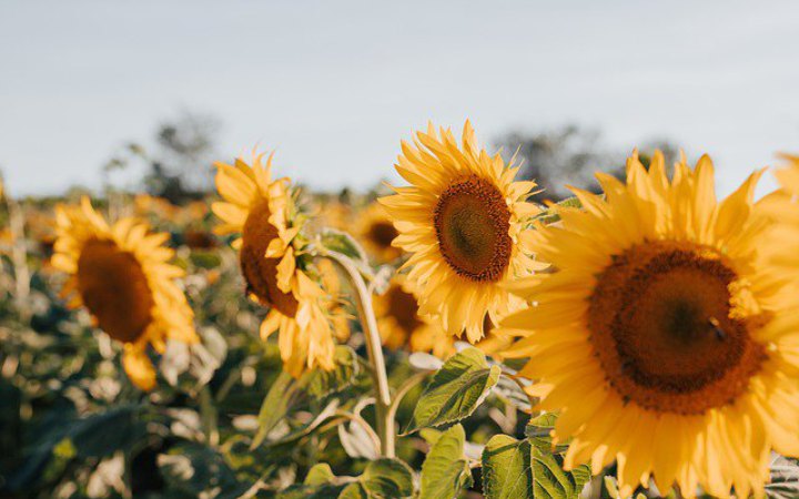 ЄС визнав еквівалентність насіння з України та Молдови для виходу на європейський ринок