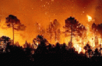 В Луганской области на тушение лесного пожара кинули 139 единиц техники