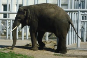 У зоопарку Харкова слониха покалічила працівника