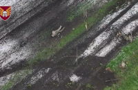 ​Десантники показали розгром російської колони на Покровському напрямку