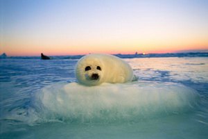 Гренландские тюлени, на которых активно охотятся в Канаде, оказались на грани уничтожения