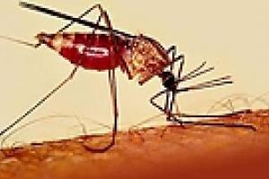 В Кировограде уже у шести человек подозревают тропическую малярию