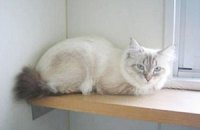 В Японии показали фотографию подаренного Путиным сибирского кота