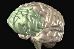 Ученые объяснили уменьшение мозга при депрессии