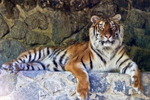 На сотрудника Киевского зоопарка напал тигр (ОБНОВЛЕНО)