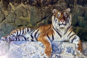 Тигр из столичного зоопарка, набросившийся на человека, испытывал стресс
