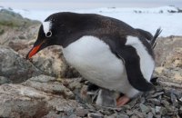 Возле станции "Академик Вернадский" родились первые пингвинята