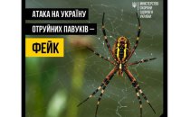 МОЗ назвало фейком нашестя отруйних павуків в Україні