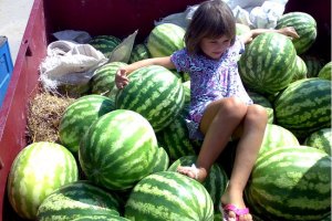 В Україні побільшає кавунів і динь, - прогноз