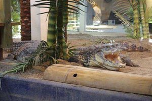 Банкротство зоопарка превратило нильских крокодилов в "бомжей"