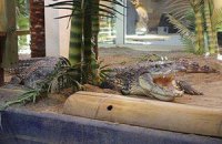 Банкротство зоопарка превратило нильских крокодилов в "бомжей"