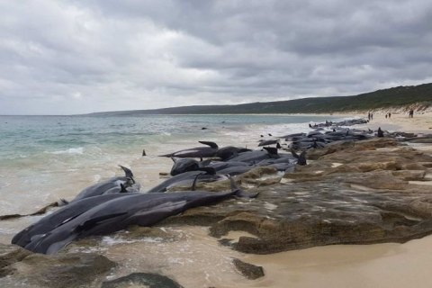 150 китів викинулися на берег в Австралії