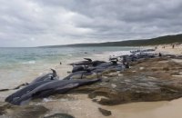150 китов выбросились на берег в Австралии