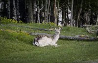 «Дівія» Дмитра Грешка: абстракція пейзажу і війни 
