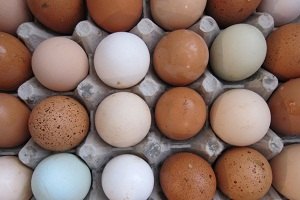 В Германии в куриных яйцах обнаружили диоксин