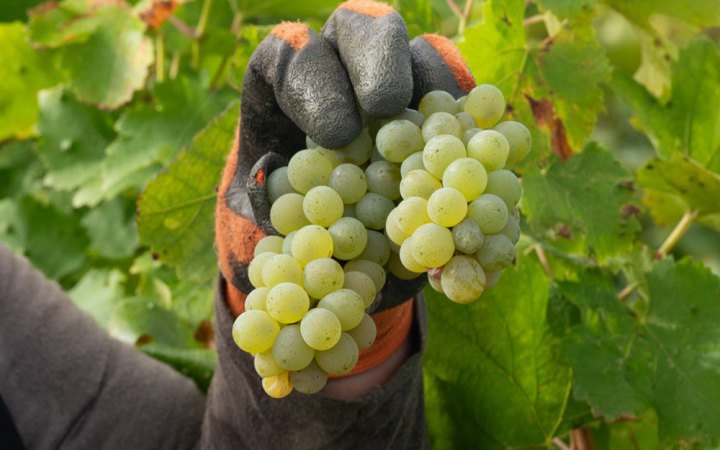 Світове виробництво вина впало до найнижчого рівня майже за 40 років