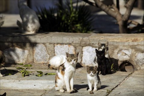 Японські вчені заявили, що коти можуть заражатися коронавірусом один від одного