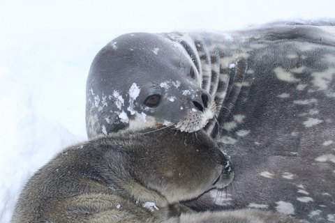 На станції "Академік Вернадський" в Антарктиді народився тюлень