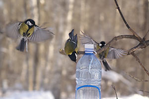 Украинцев просят покормить птиц