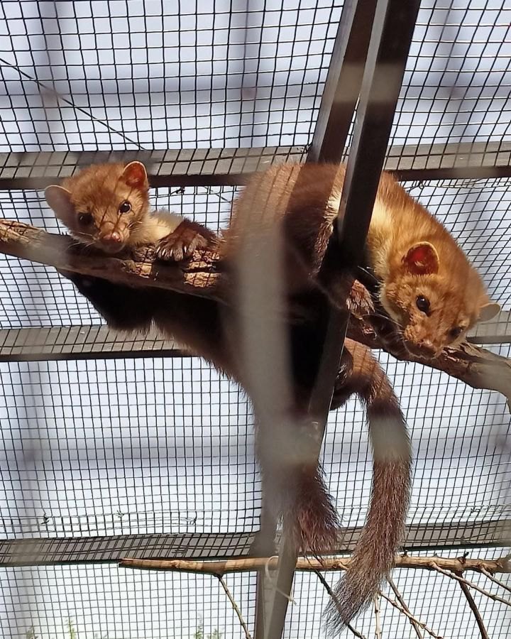 Куниці лісові