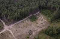 Як Держлісагентство крок за кроком звільняє лісове господарство від багатомільярдних «схем»