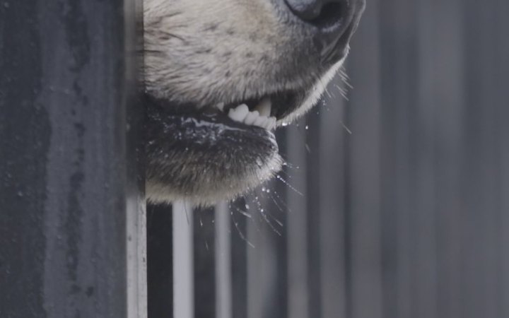 У Києві відбудеться благодійний показ стрічки "Собаки хороших людей не кусають”. Кошти – на евакуацію тварин із прифронтових зон