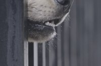 У Києві відбудеться благодійний показ стрічки "Собаки хороших людей не кусають”. Кошти – на евакуацію тварин із прифронтових зон