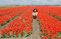 Голландія: квітковий бум
