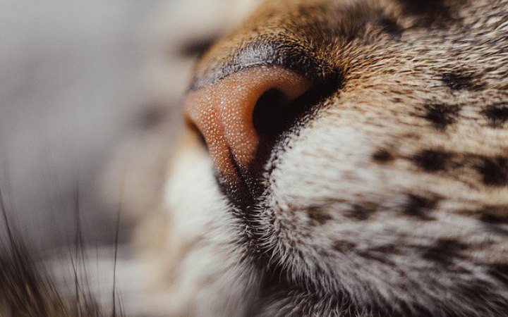 На Львівщині кіт врятував господарів під час пожежі