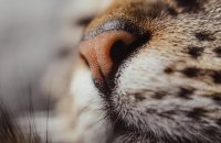 На Львівщині кіт врятував господарів під час пожежі