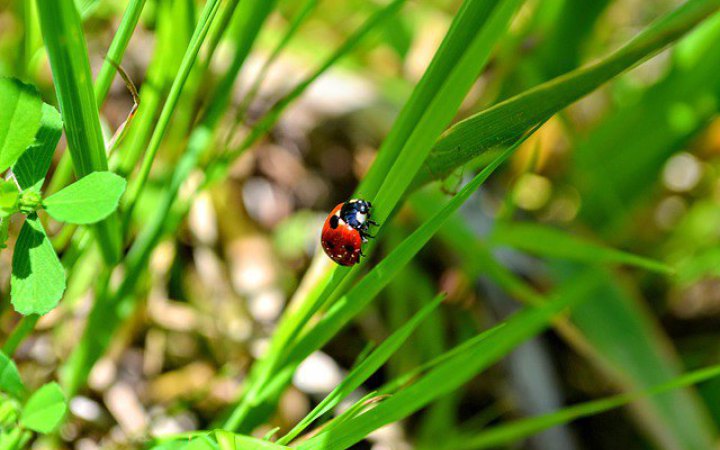 У неділю в Україні буде сонячно та спекотно