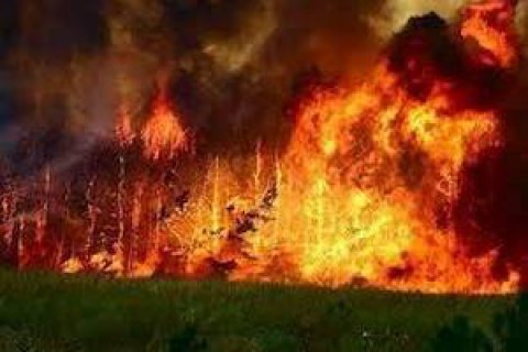 В Чили в результате лесных пожаров уничтожен город