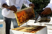 Бджоли на експорт