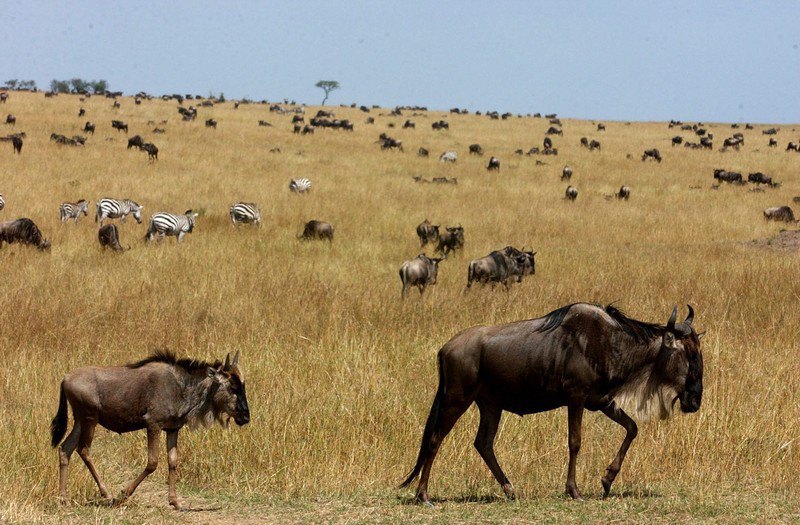 Стадо гну на равнинах Масаи Мара в Кении во время ежегодной миграции, 8 августа, 2004 г.