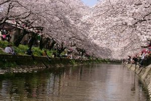 Япония второй год подряд отменяет фестиваль в честь цветения сакуры