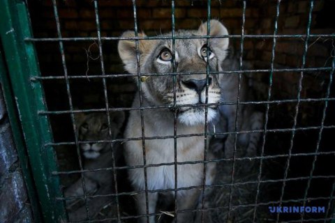 Бердянский зоопарк передал в заповедник ЮАР пятерых львят