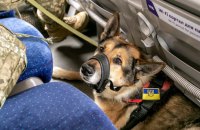 Оновили умови перевезення домашніх тварин в поїздах