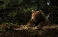 Популяция бурых медведей в Украине сократилась до 300 особей.