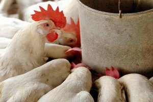 Американцы пожаловались в ВТО на Китай из-за курятины